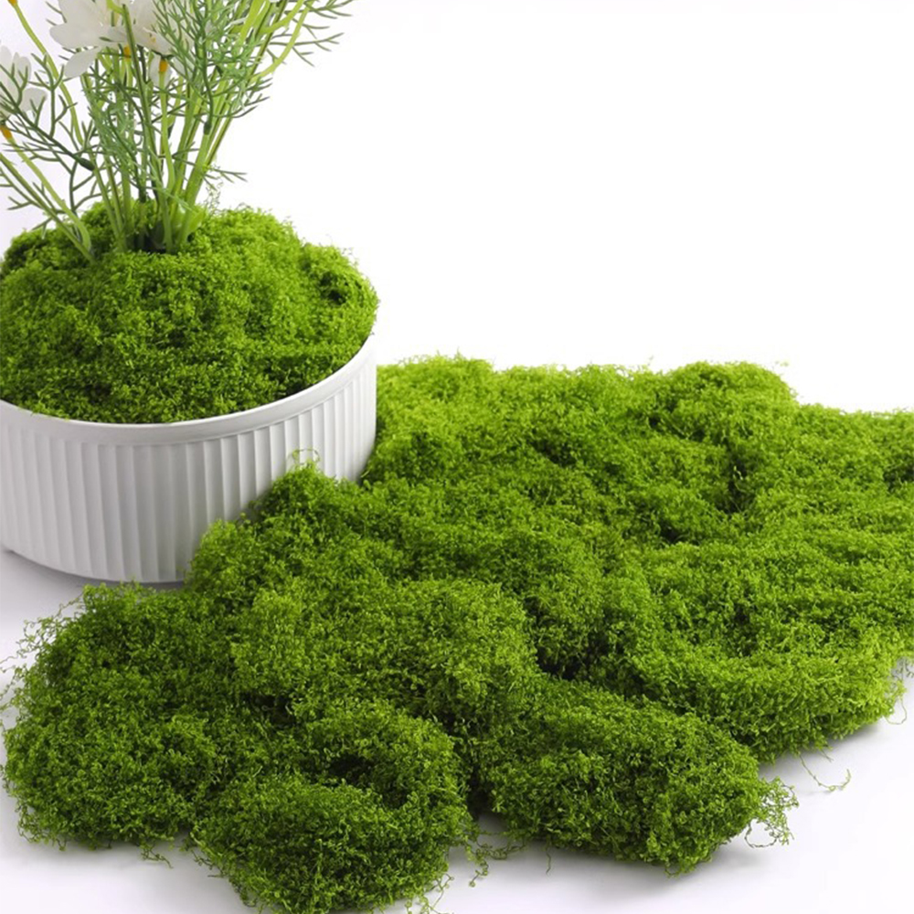 Eternal Life Moss DIY Crafts G – Sphagnum Moss Dry Bewertung und Preis