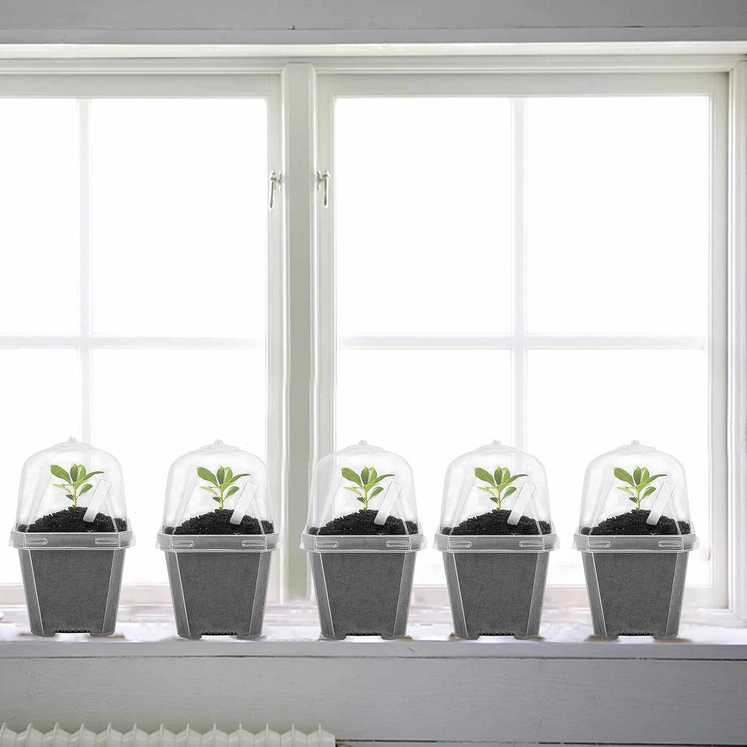 10 PCS Clear Plant Nursery Pot – Plastic Dome Clear Bewertung und Preis