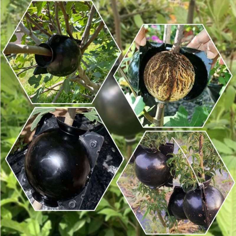 Garden Orchard Plants Grafting – Rooting Gel Clone Bewertung und Preis