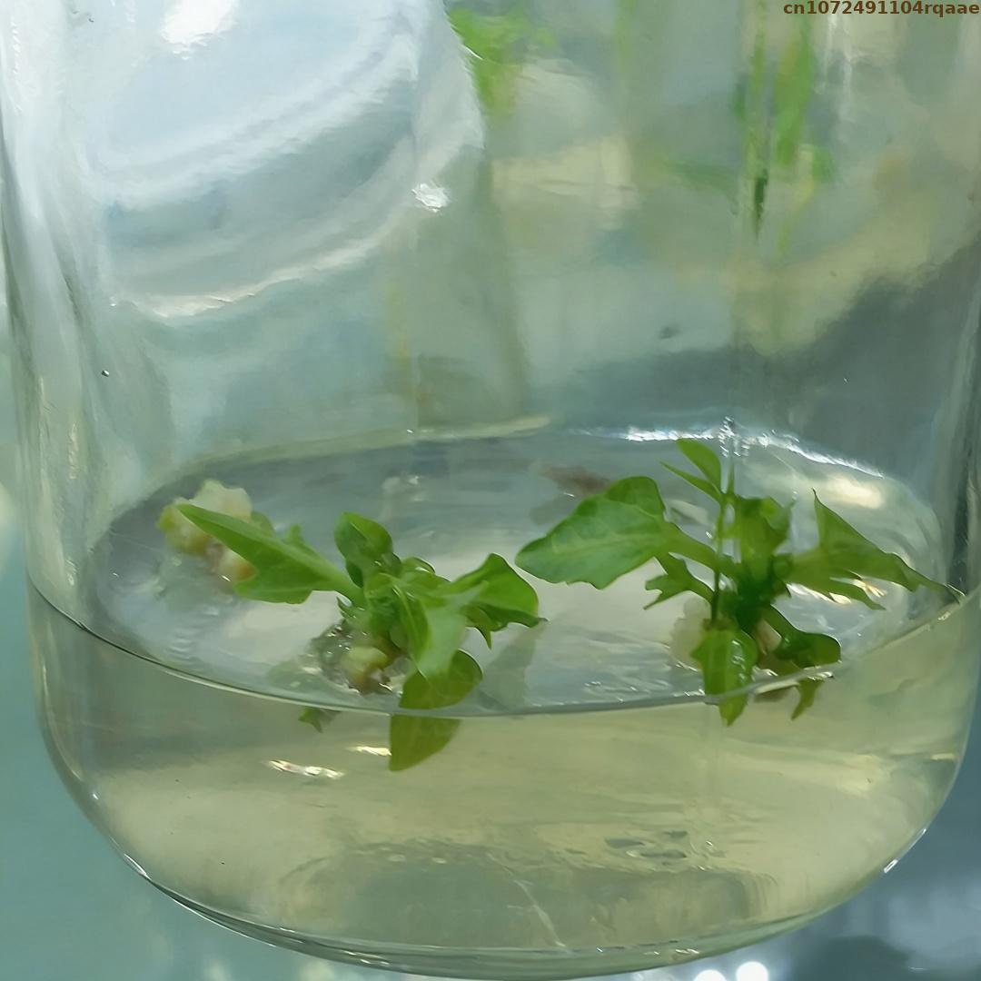 Premium Plant Tissue Culture A – Agar Tissue Culture Bewertung und Preis