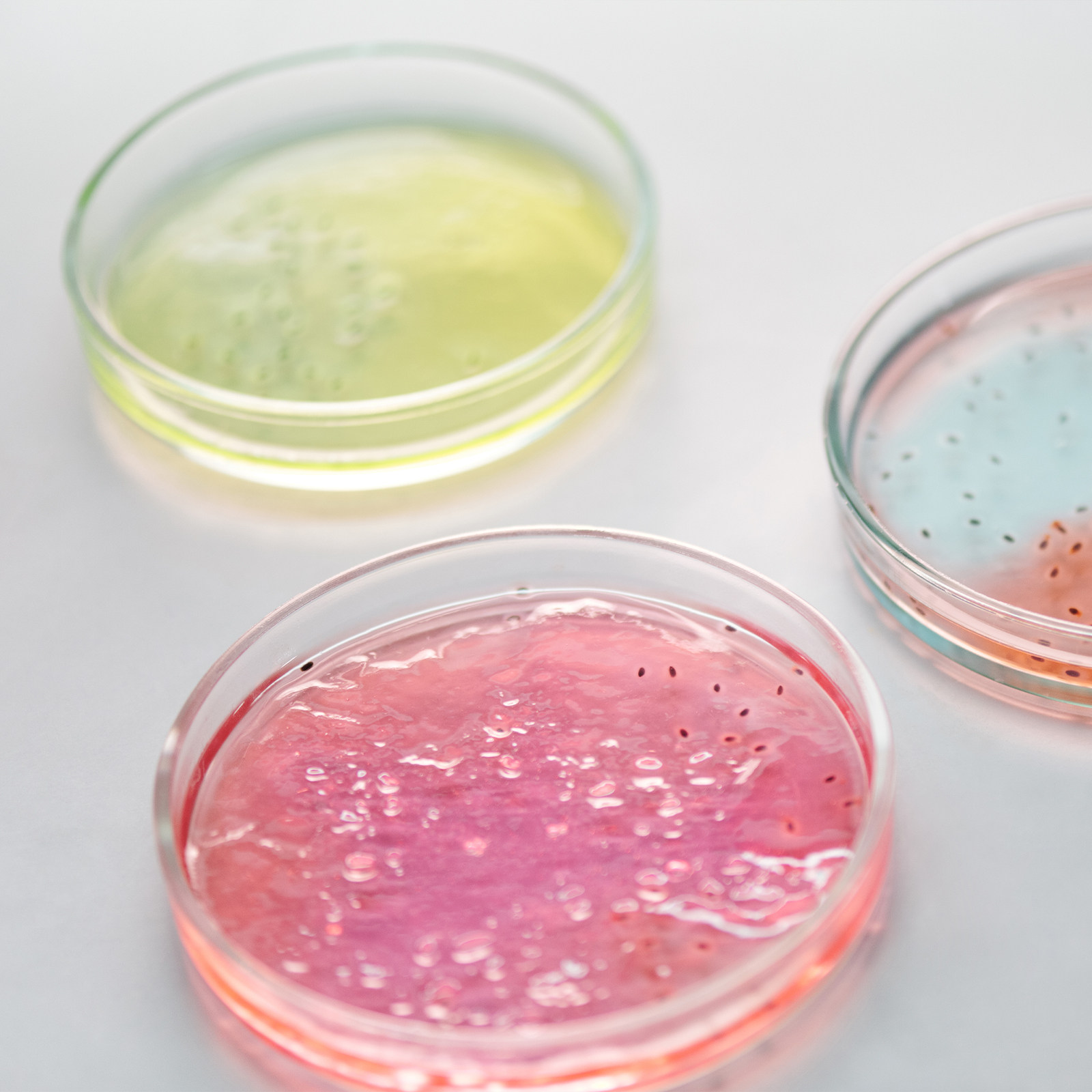 Glass Petri Dish Laboratory Us – Agar Tissue Culture Bewertung und Preis