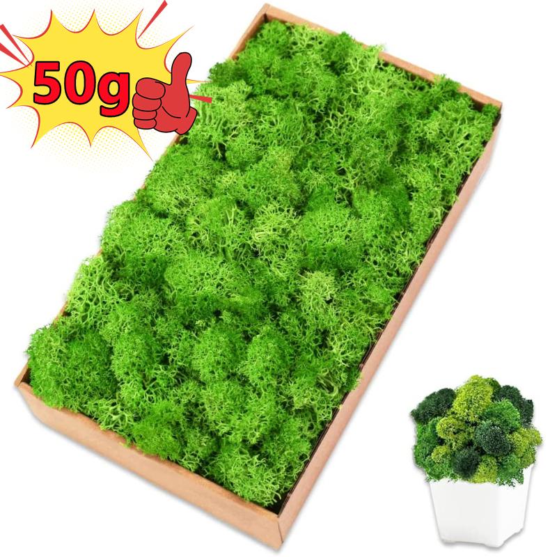 New 50/30/10g Artificial Green – Sphagnum Moss Dry Bewertung und Preis