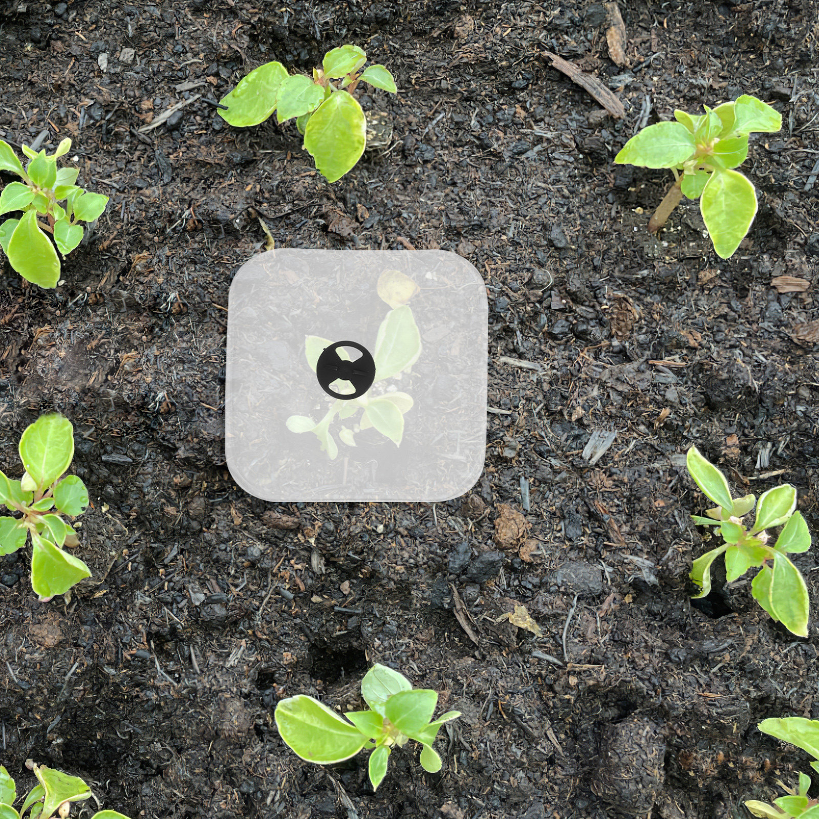 6Pcs Plant Cover Humidity Dome – Plastic Dome Clear Bewertung und Preis