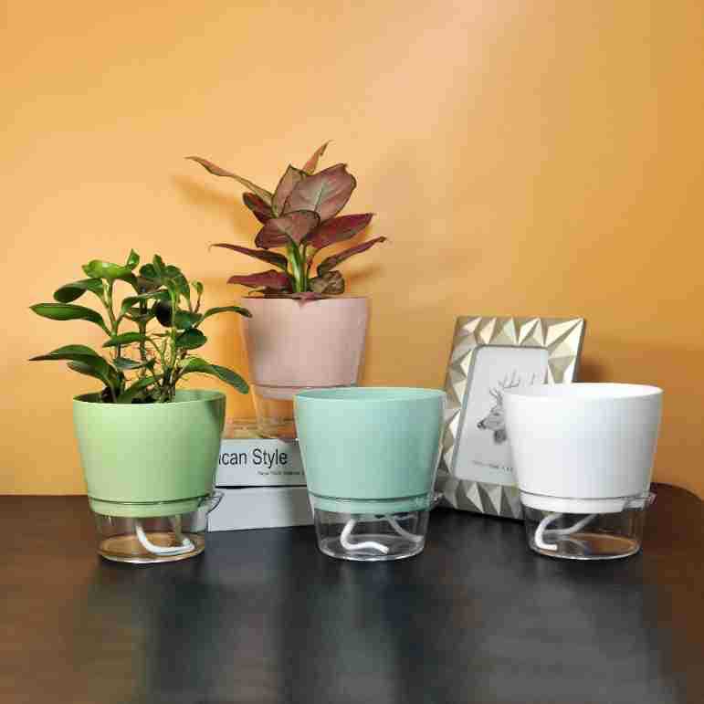 Lazy Flower with Drainage Hole – Self Watering Insert Bewertung und Preis