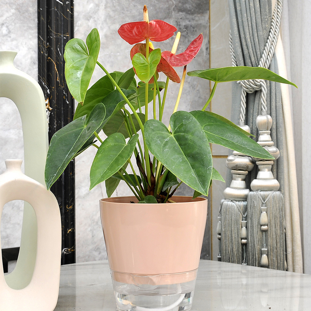 Lazy Flower with Drainage Hole – Self Watering Insert Bewertung und Preis