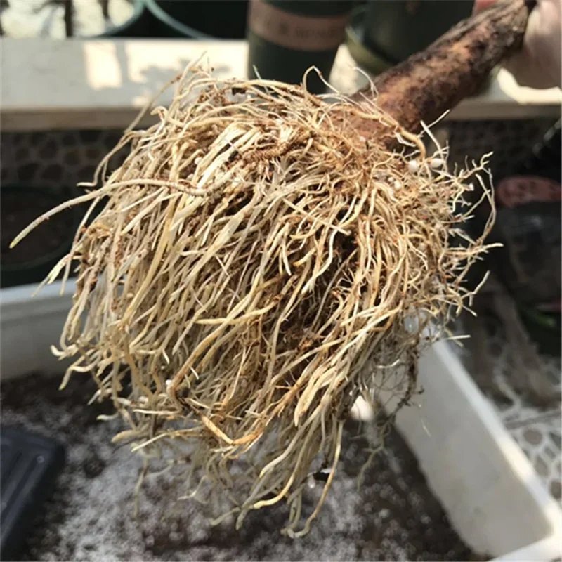 10g Quickly Rooting Powder Hor – Rooting Hormone Powder Bewertung und Preis