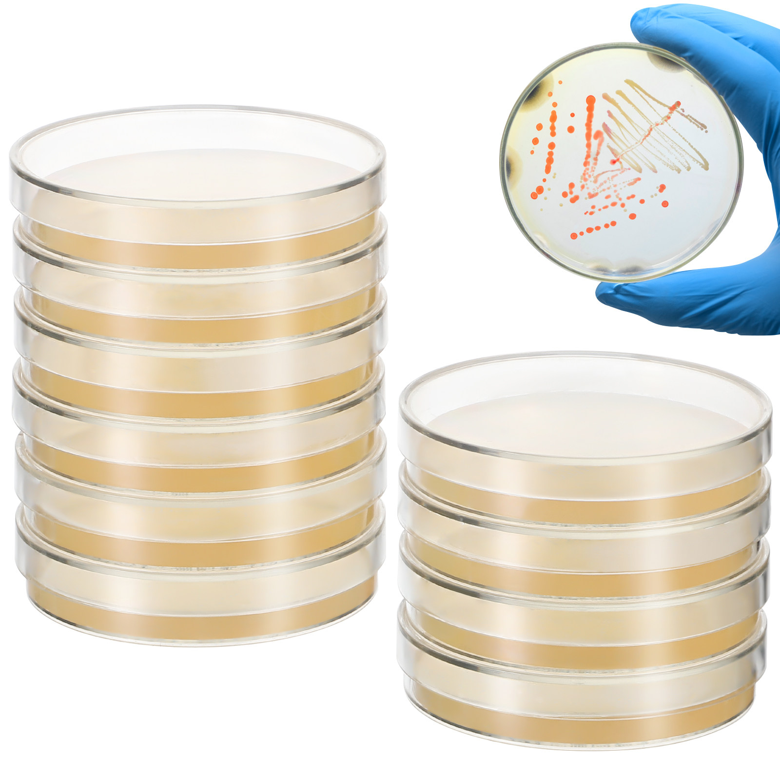 20Pcs Pre-Poured Agar Plates N – Agar Tissue Culture Bewertung und Preis
