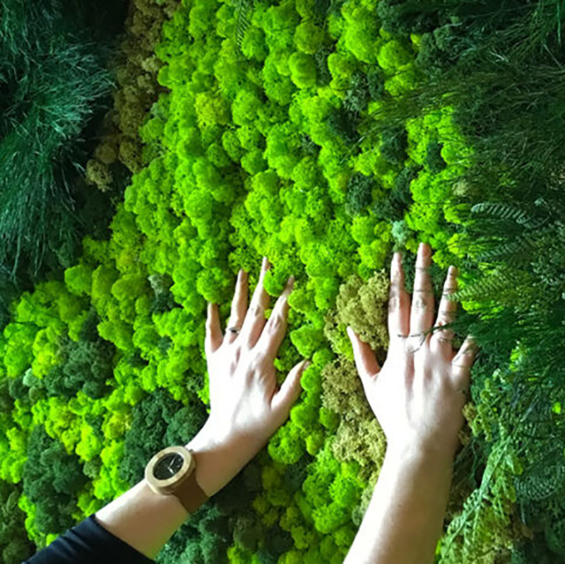 40/20g Artificial Moss Grass G – Sphagnum Moss Dry Bewertung und Preis
